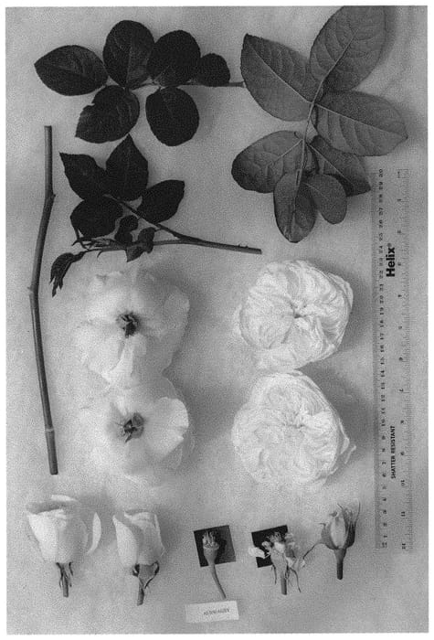 Figure 1 of US plant patent PP32531, the photograph of AUSwagsy printed in the patent.