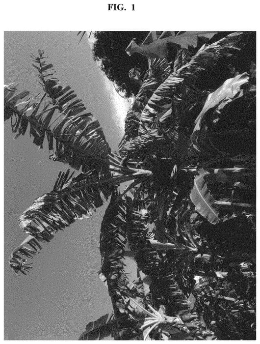 Figure 1 of US plant patent PP32532, the photograph of FLF-1 printed in the patent.