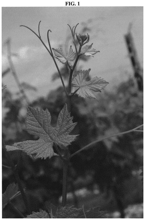 Figure 1 of US plant patent PP32533, the photograph of PINOT ISKRA printed in the patent.