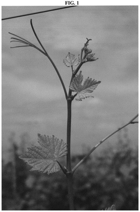 Figure 1 of US plant patent PP32534, the photograph of KERSUS printed in the patent.