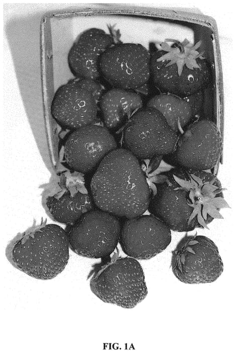 Figure 1 of US plant patent PP32535, the photograph of Dickens printed in the patent.