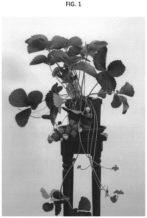 Figure 1 of US plant patent PP32536, the photograph of Dahli printed in the patent.
