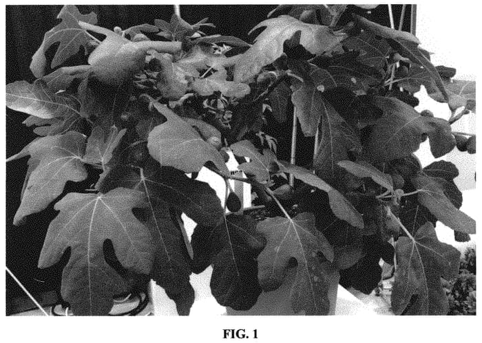 Figure 1 of US plant patent PP32537, the photograph of PT-DF-14 printed in the patent.