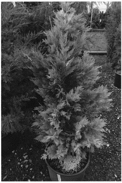 Figure 1 of US plant patent PP32538, the photograph of Butterfield printed in the patent.