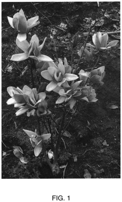 Figure 1 of US plant patent PP32539, the photograph of MGPRO2008 printed in the patent.