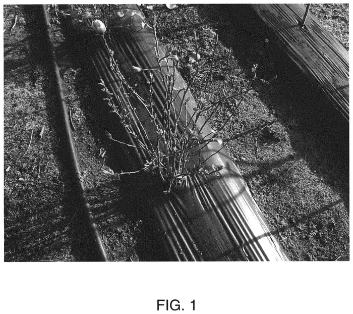 Figure 1 of US plant patent PP32540, the photograph of MGMIG2007 printed in the patent.