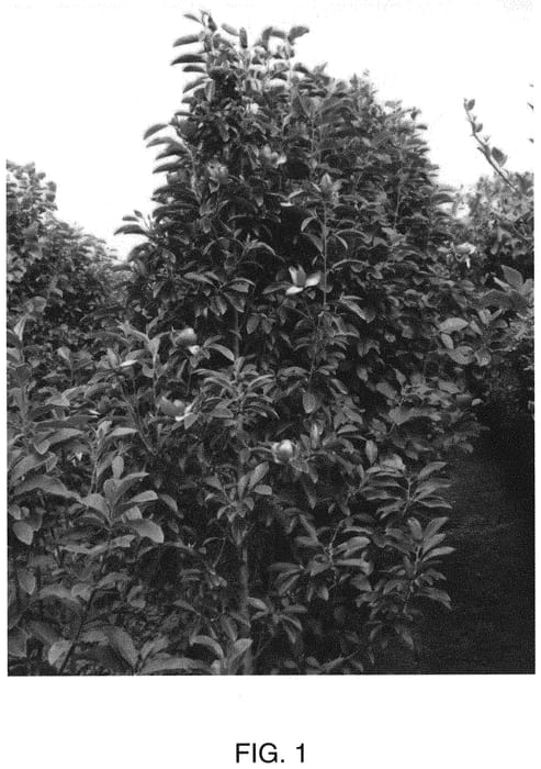 Figure 1 of US plant patent PP32541, the photograph of MGPIN2010 printed in the patent.