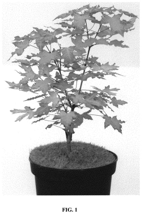 Figure 1 of US plant patent PP32542, the photograph of Volcano printed in the patent.