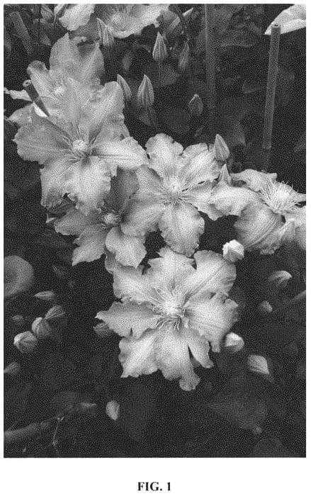 Figure 1 of US plant patent PP32543, the photograph of Zo08160 printed in the patent.