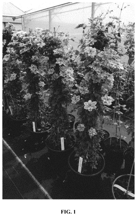 Figure 1 of US plant patent PP32544, the photograph of Zo09122 printed in the patent.