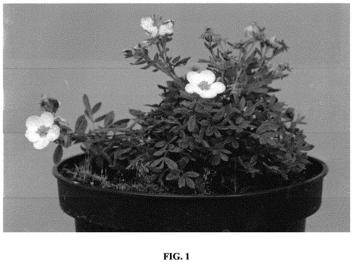 Figure 1 of US plant patent PP32545, the photograph of Hachbianca printed in the patent.