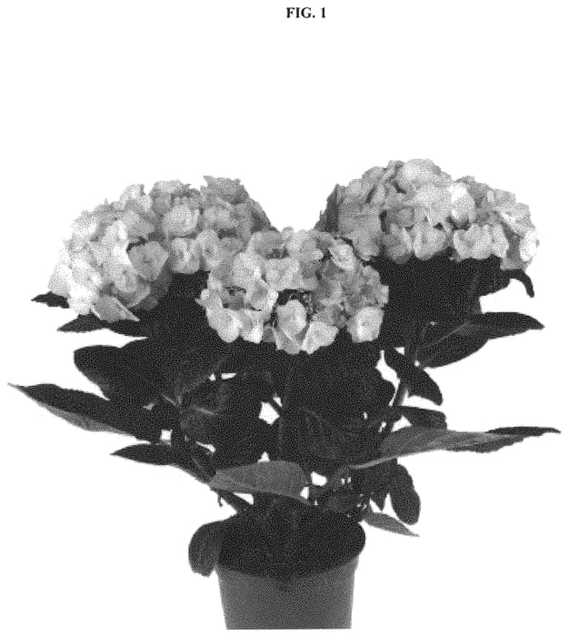 Figure 1 of US plant patent PP32546, the photograph of SCHROLL130-12-01a printed in the patent.