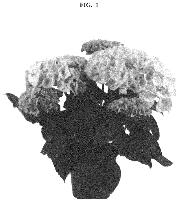 Figure 1 of US plant patent PP32547, the photograph of SCHROLL43-13-01 printed in the patent.