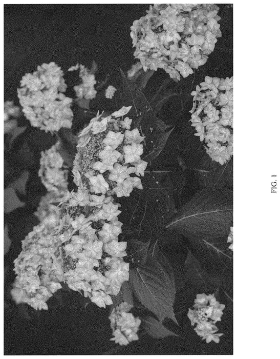 Figure 1 of US plant patent PP32548, the photograph of SMNHSI printed in the patent.