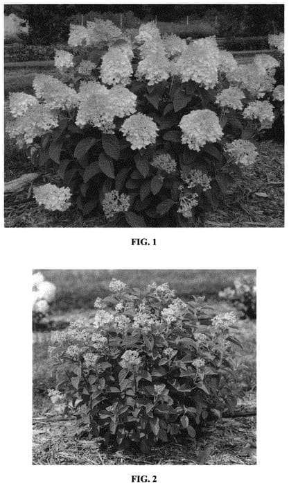 Figure 1 of US plant patent PP32549, the photograph of Bailpanone printed in the patent.