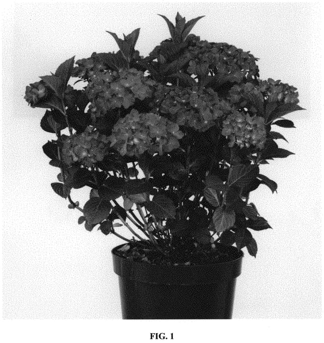 Figure 1 of US plant patent PP32550, the photograph of Hokomachoko printed in the patent.