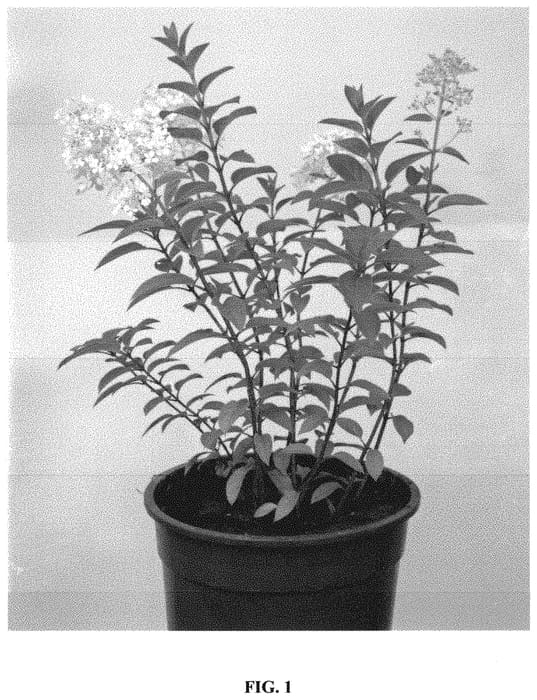 Figure 1 of US plant patent PP32551, the photograph of Little Alf printed in the patent.