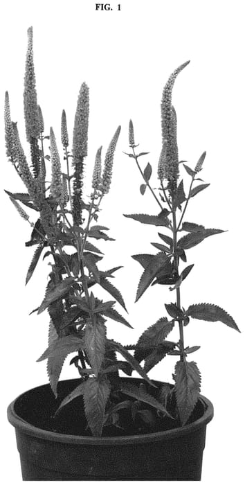 Figure 1 of US plant patent PP32552, the photograph of Allartist printed in the patent.