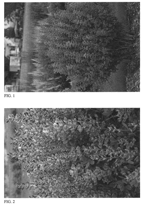 Figure 1 of US plant patent PP32553, the photograph of Violet Dusk printed in the patent.