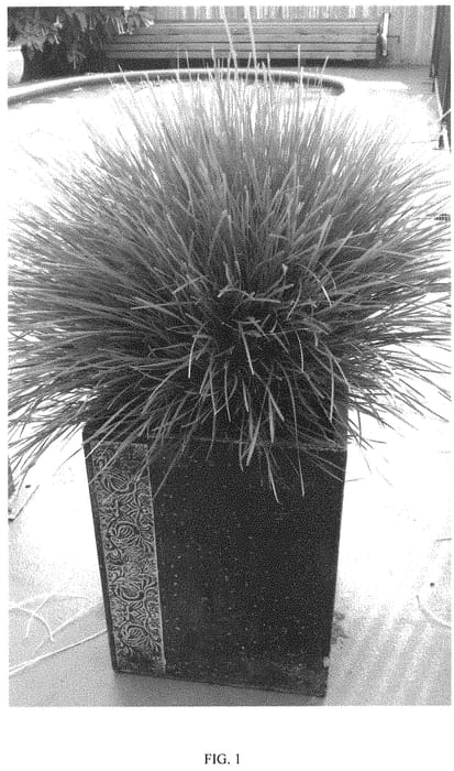 Figure 1 of US plant patent PP32554, the photograph of POM POM printed in the patent.