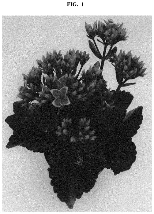 Figure 1 of US plant patent PP32555, the photograph of Dokalgloss printed in the patent.