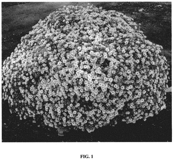 Figure 1 of US plant patent PP32556, the photograph of Billowing Pink printed in the patent.