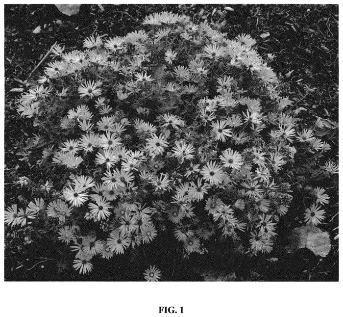 Figure 1 of US plant patent PP32557, the photograph of Billowing Violet printed in the patent.