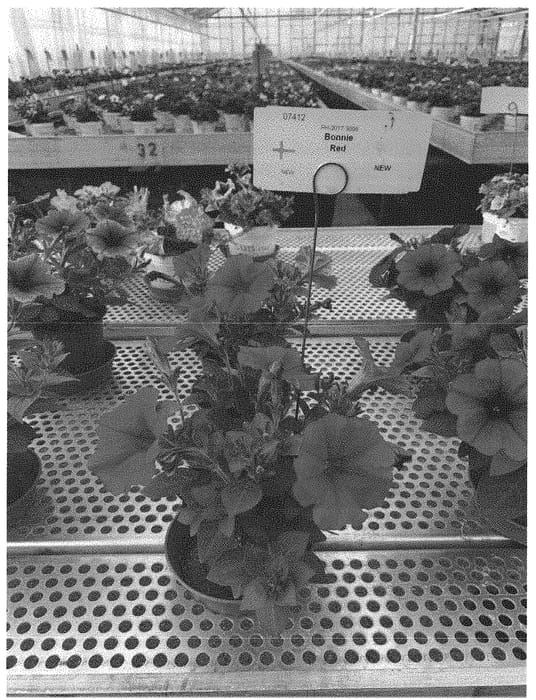 Figure 1 of US plant patent PP32558, the photograph of KLEPH19412 printed in the patent.
