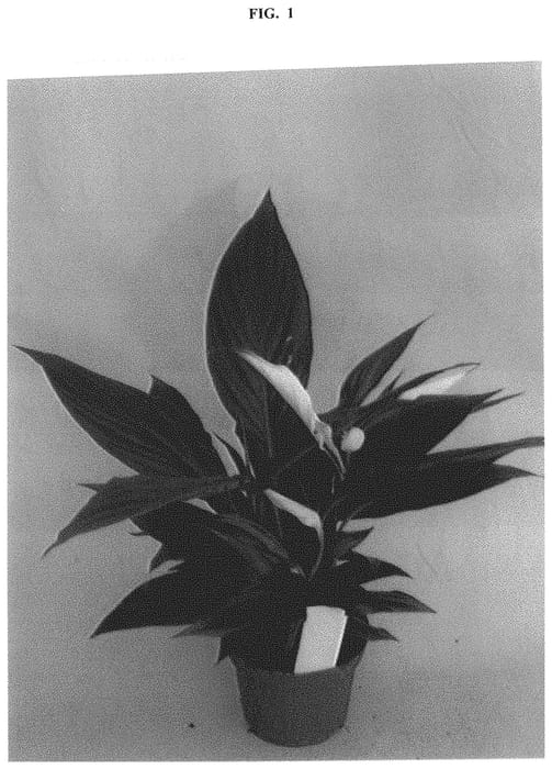 Figure 1 of US plant patent PP32559, the photograph of Spavewiblo printed in the patent.