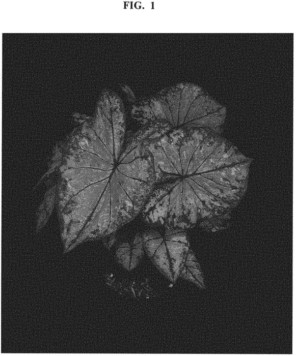 Figure 1 of US plant patent PP32560, the photograph of OF13-635 printed in the patent.