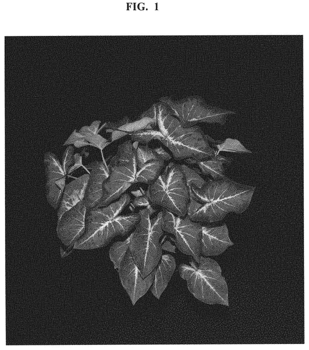 Figure 1 of US plant patent PP32561, the photograph of CRM OF14-219 printed in the patent.