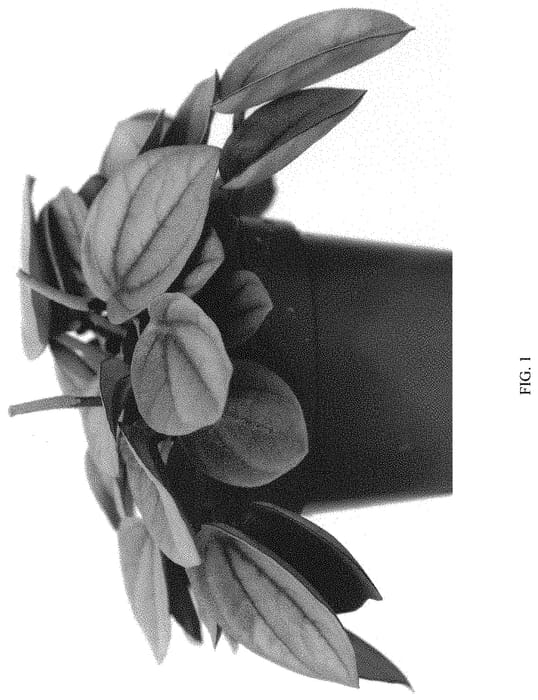 Figure 1 of US plant patent PP32562, the photograph of EC-PEPE-1905 printed in the patent.
