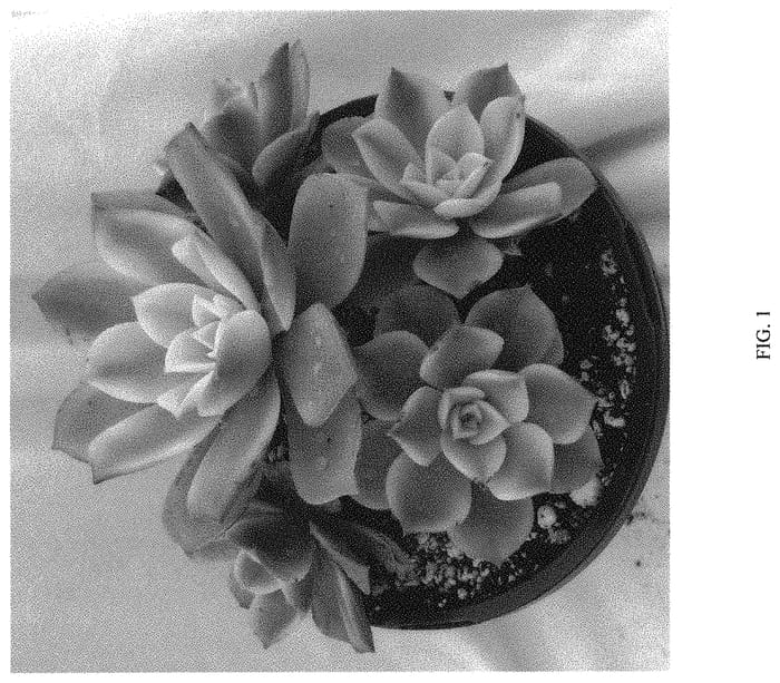 Figure 1 of US plant patent PP32563, the photograph of Sun Dancer printed in the patent.
