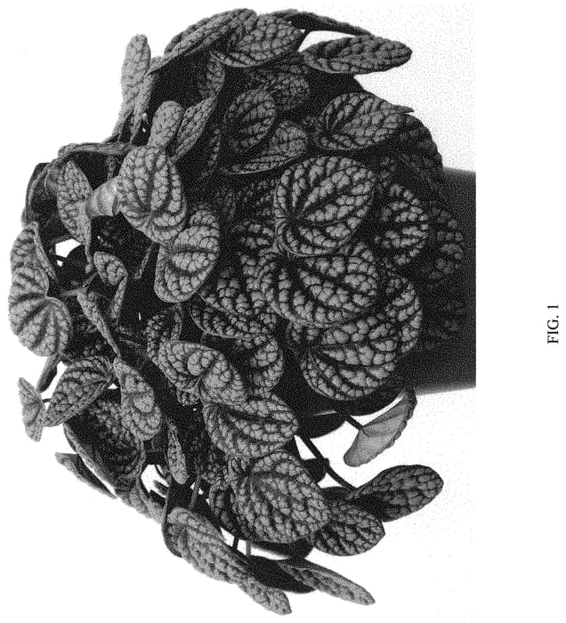 Figure 1 of US plant patent PP32564, the photograph of EC-PEPE-1904 printed in the patent.