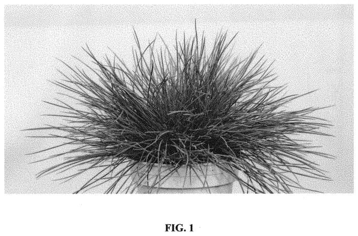 Figure 1 of US plant patent PP32565, the photograph of FCB2017 printed in the patent.