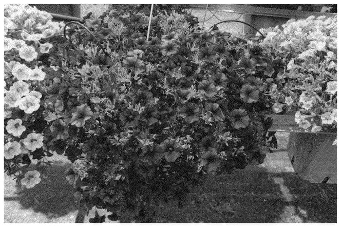 Figure 1 of US plant patent PP32566, the photograph of KLECA19487 printed in the patent.