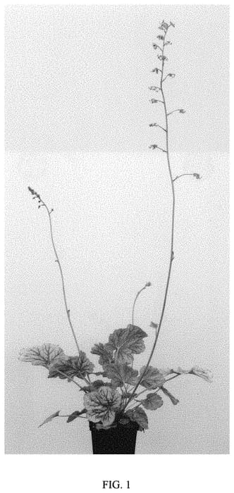 Figure 1 of US plant patent PP32567, the photograph of Happy Moon printed in the patent.