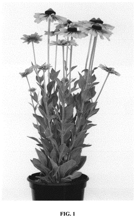 Figure 1 of US plant patent PP32568, the photograph of RUDBR159 printed in the patent.