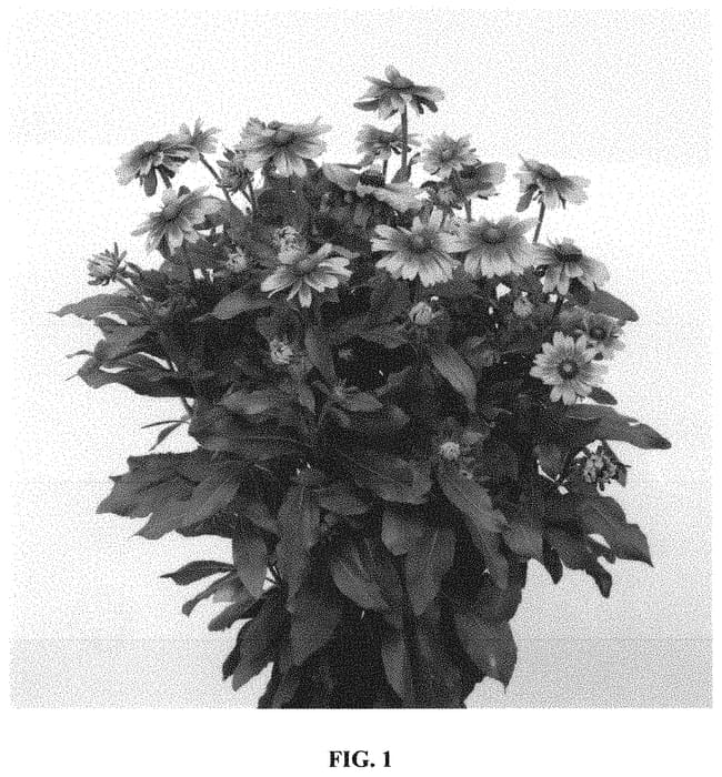 Figure 1 of US plant patent PP32569, the photograph of RUDBK166 printed in the patent.