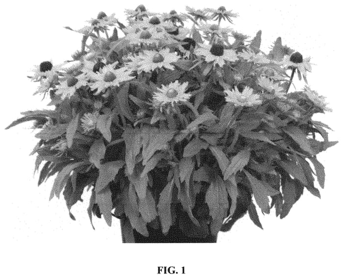 Figure 1 of US plant patent PP32570, the photograph of RUDLS291 printed in the patent.