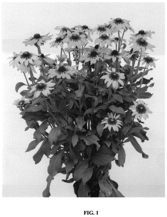 Figure 1 of US plant patent PP32571, the photograph of RUDBL242 printed in the patent.