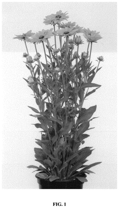 Figure 1 of US plant patent PP32572, the photograph of RUDLU203 printed in the patent.