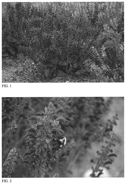 Figure 1 of US plant patent PP32573, the photograph of Evening Attire printed in the patent.