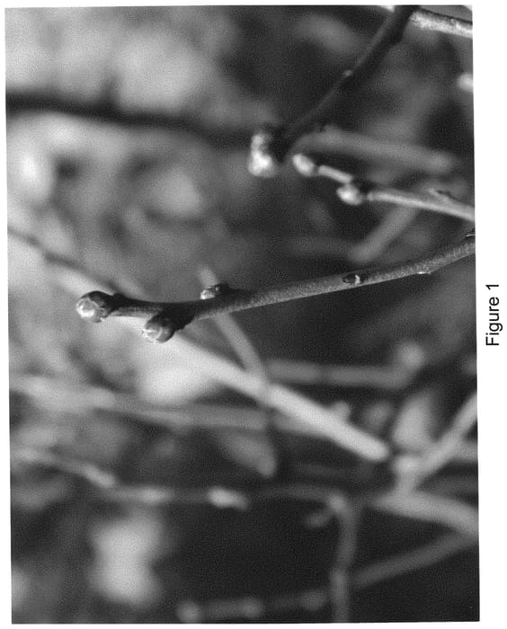 Figure 1 of US plant patent PP32574, the photograph of BB05-259MI-15 printed in the patent.