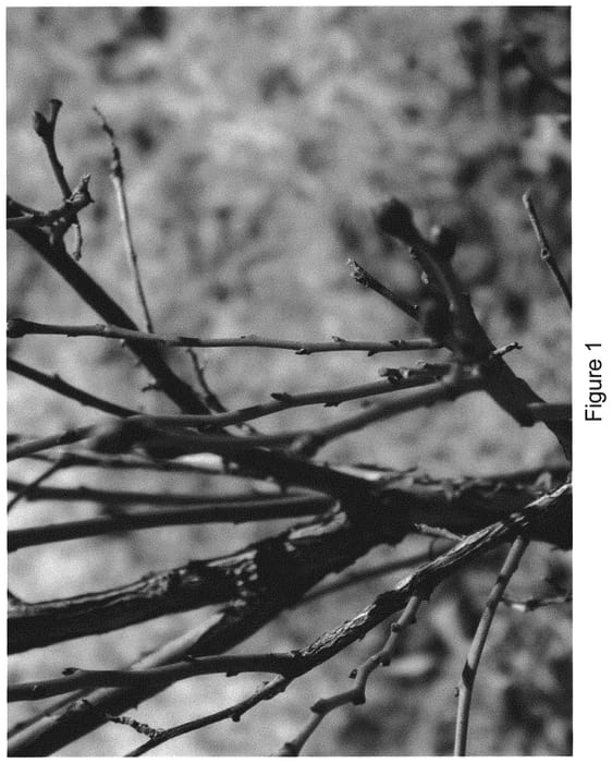 Figure 1 of US plant patent PP32575, the photograph of BB05-268MI-152 printed in the patent.
