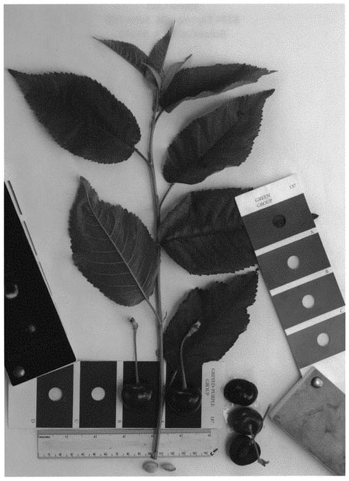 Figure 1 of US plant patent PP32576, the photograph of IFG Cher-ten printed in the patent.