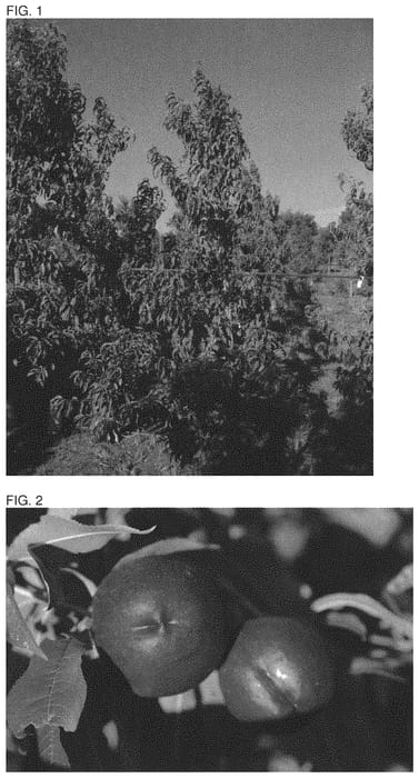 Figure 1 of US plant patent PP32577, the photograph of NSRED15265 printed in the patent.
