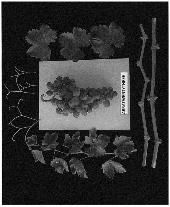 Figure 1 of US plant patent PP32578, the photograph of ARRATWENTYTHREE printed in the patent.