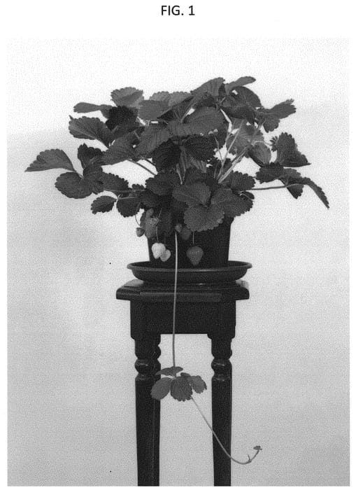 Figure 1 of US plant patent PP32579, the photograph of Bravura printed in the patent.