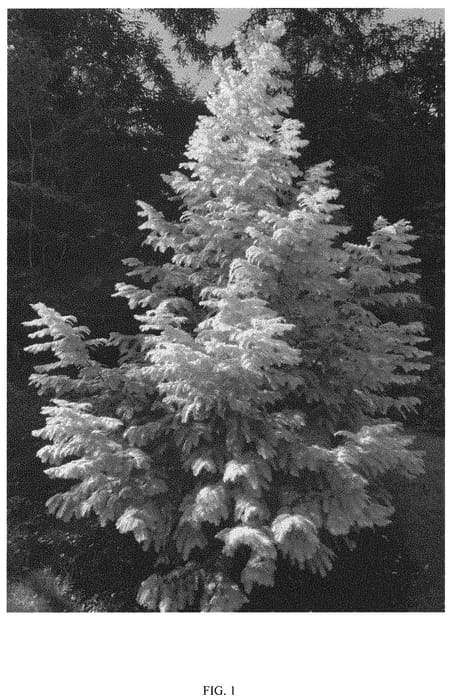 Figure 1 of US plant patent PP32580, the photograph of Soul Fire printed in the patent.